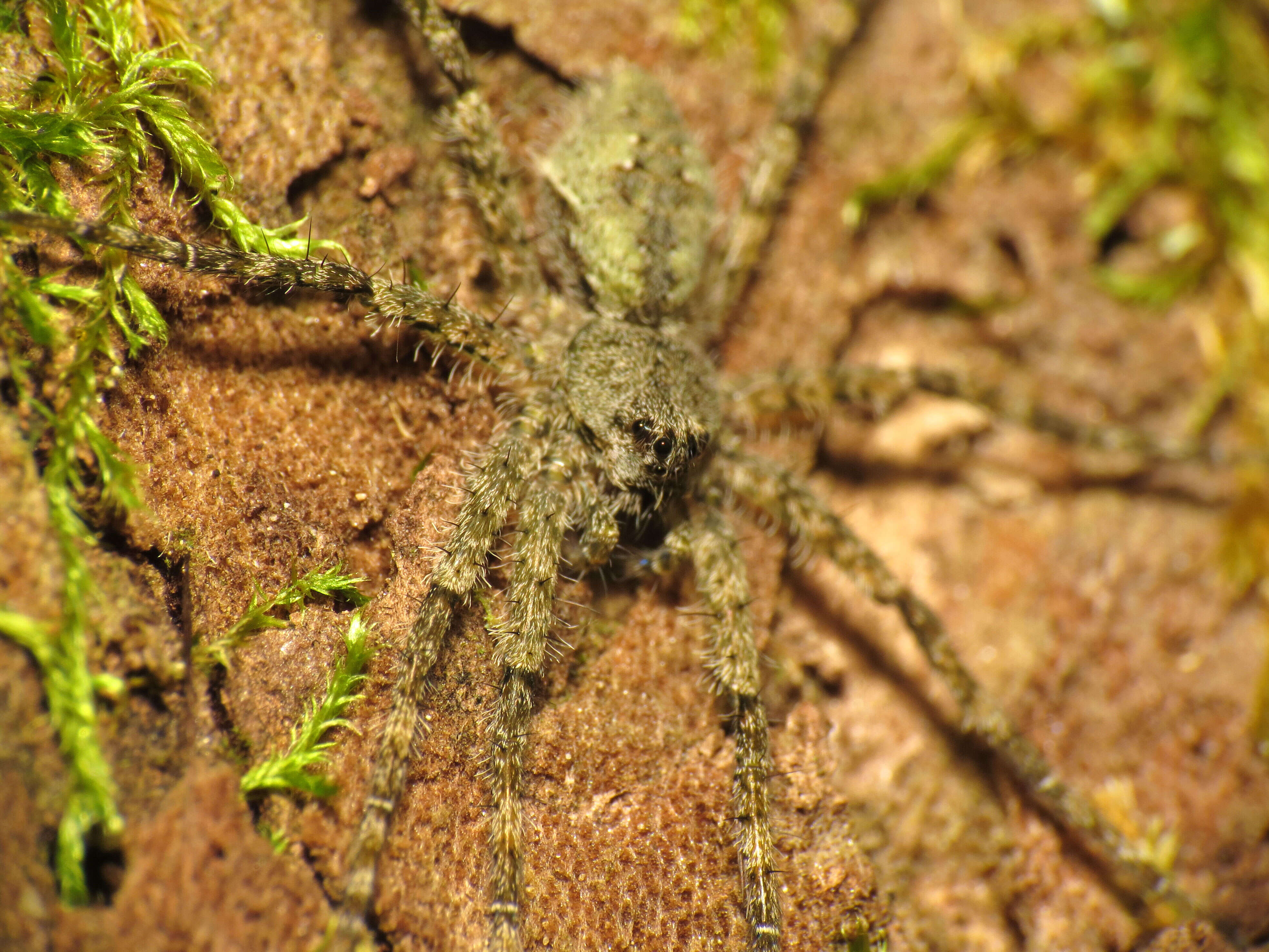 Image of Whitebanded Fishing Spider