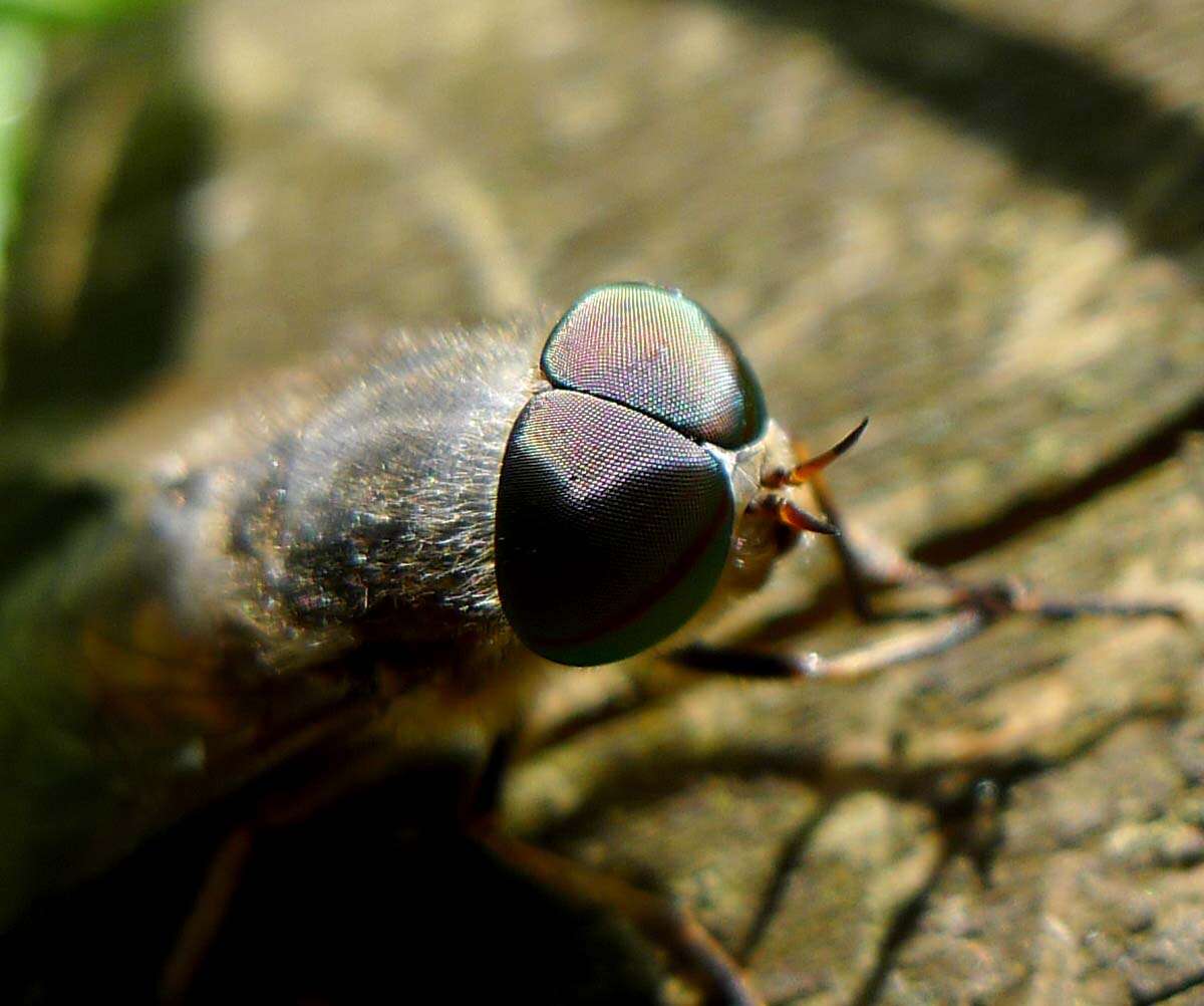 Image of Tabanus bromius Linnaeus 1758