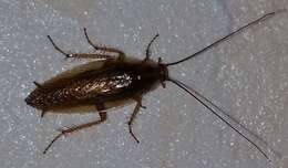 Image of dusky cockroach