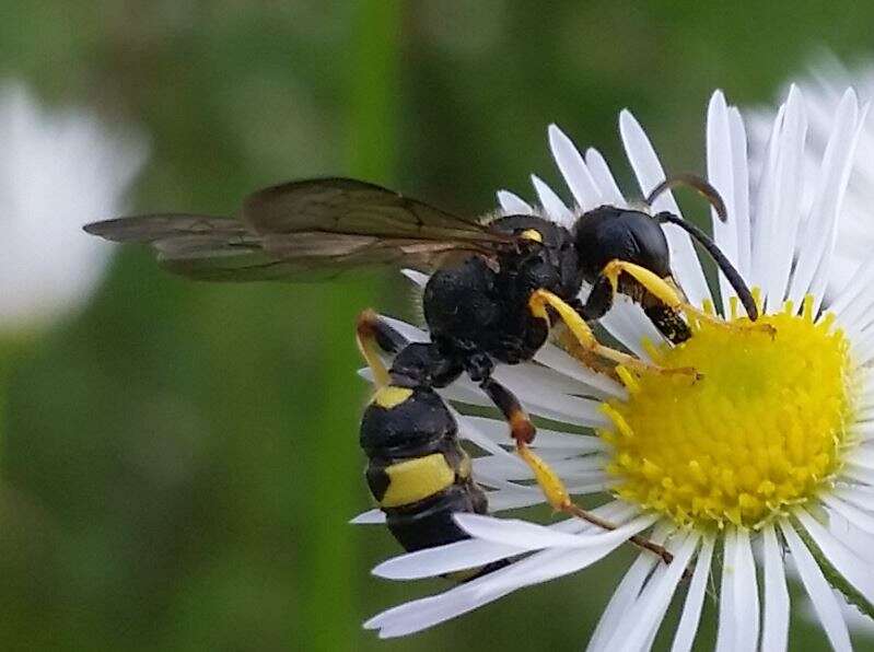 Imagem de Cerceris rybyensis (Linnaeus 1771)