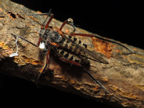 Image of Giant Bark Aphid