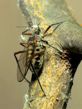 Image of Giant Bark Aphid