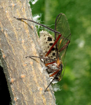 Image of Giant Bark Aphid