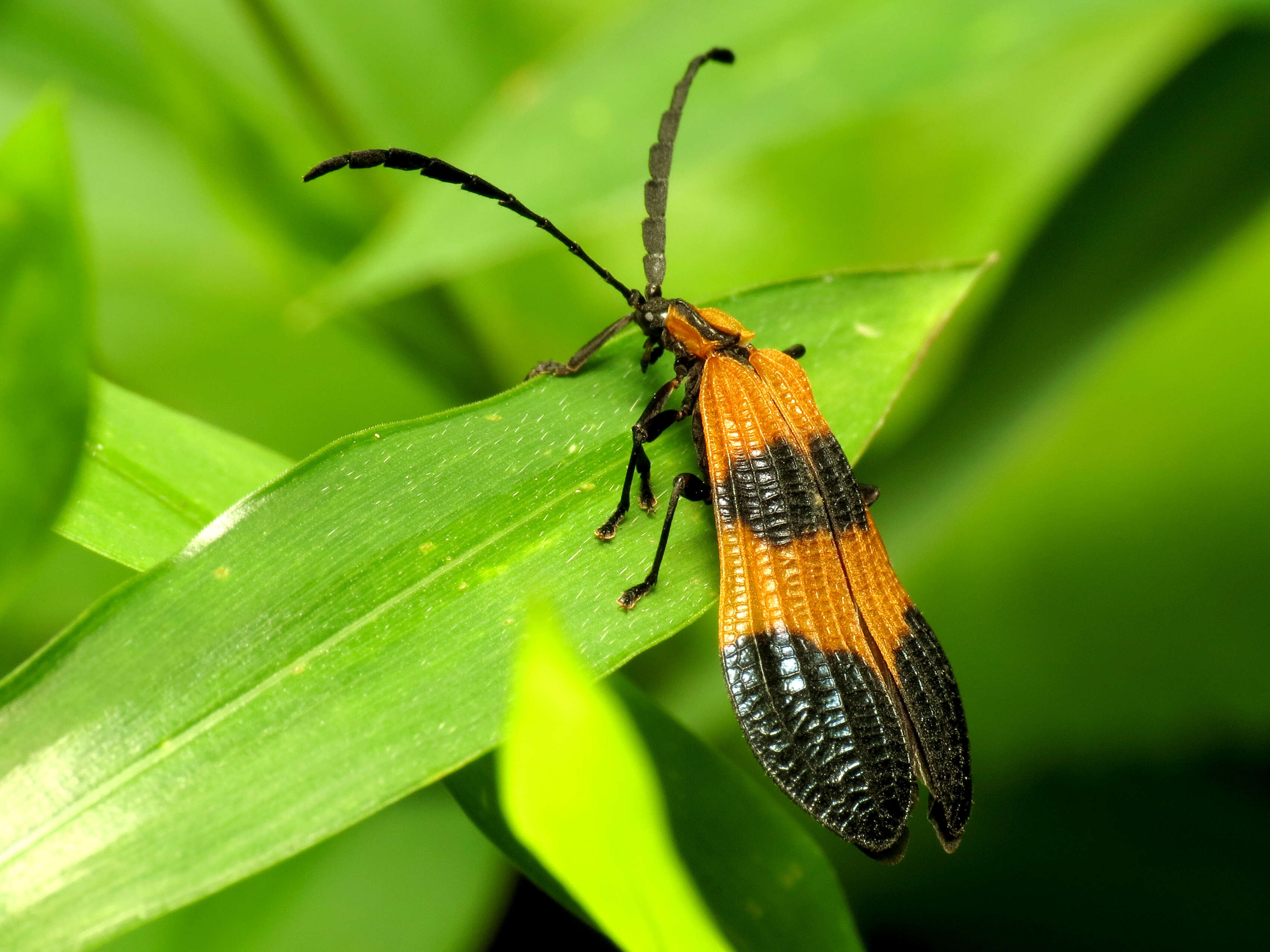 Image of End Band Net-wing