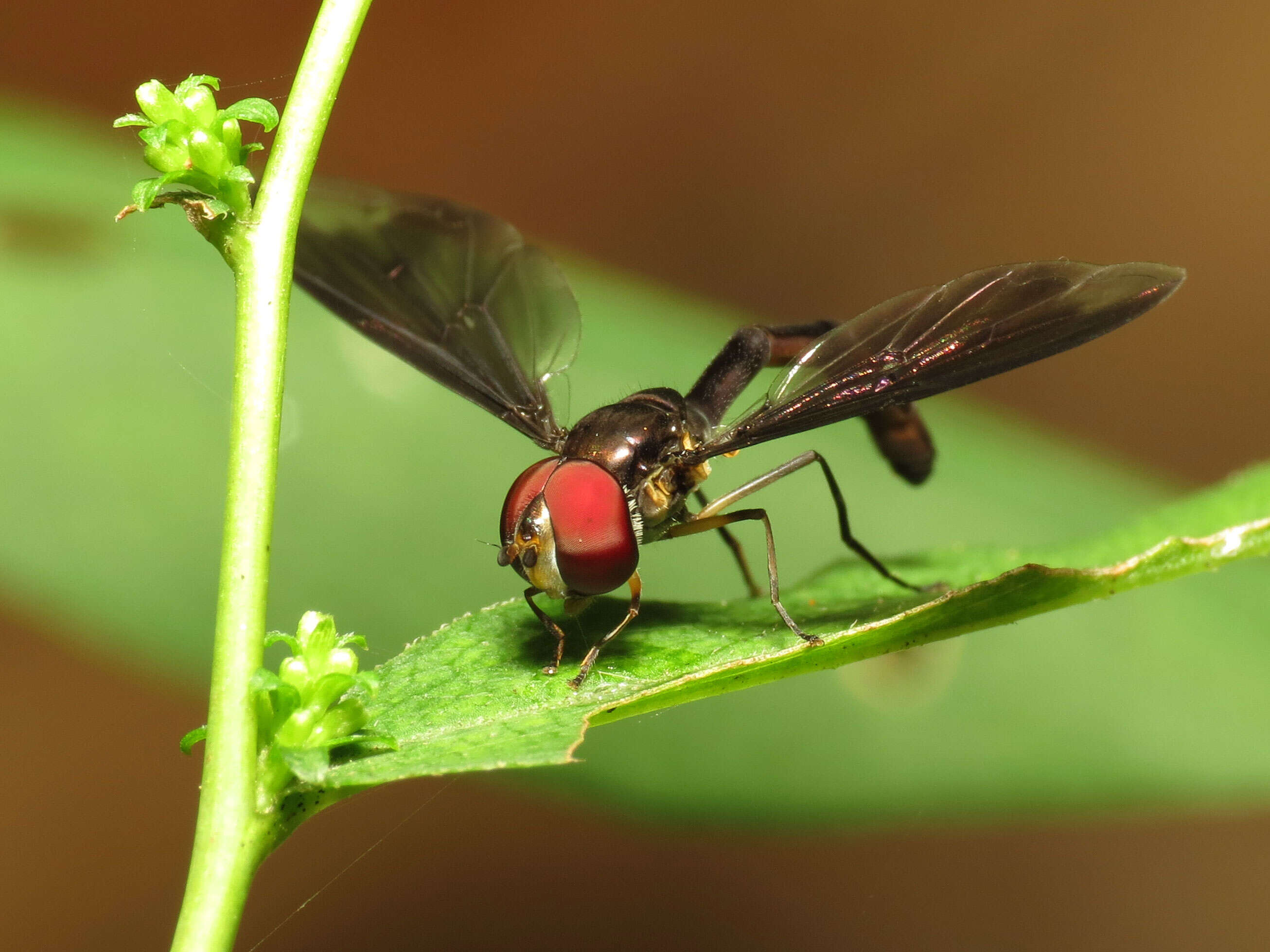 صورة Ocyptamus fuscipennis (Say 1823)