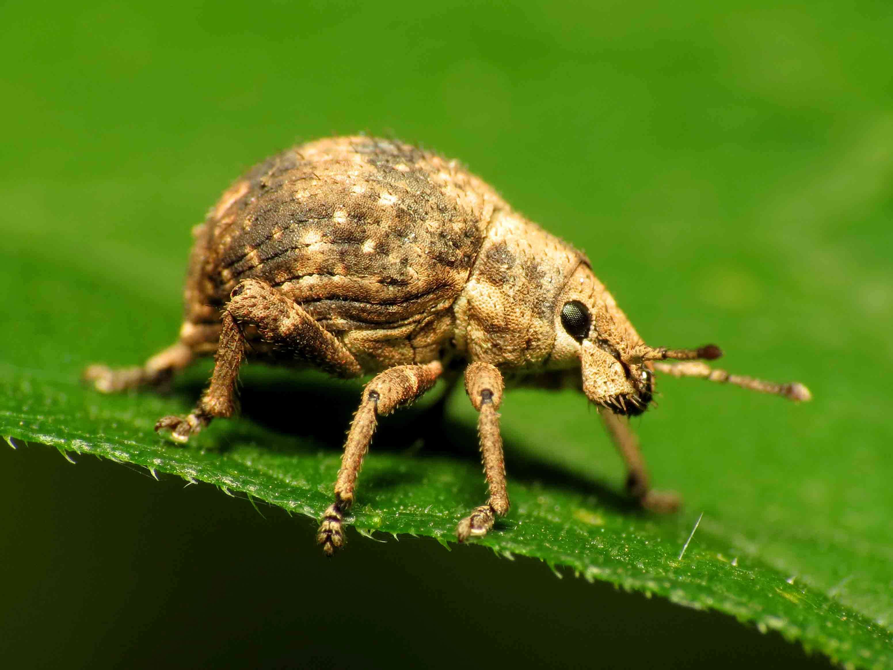 Sivun Pseudocneorhinus bifasciatus Roelofs 1879 kuva