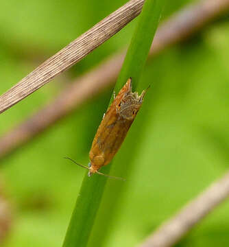 Image of Lathronympha strigana Fabricius 1775