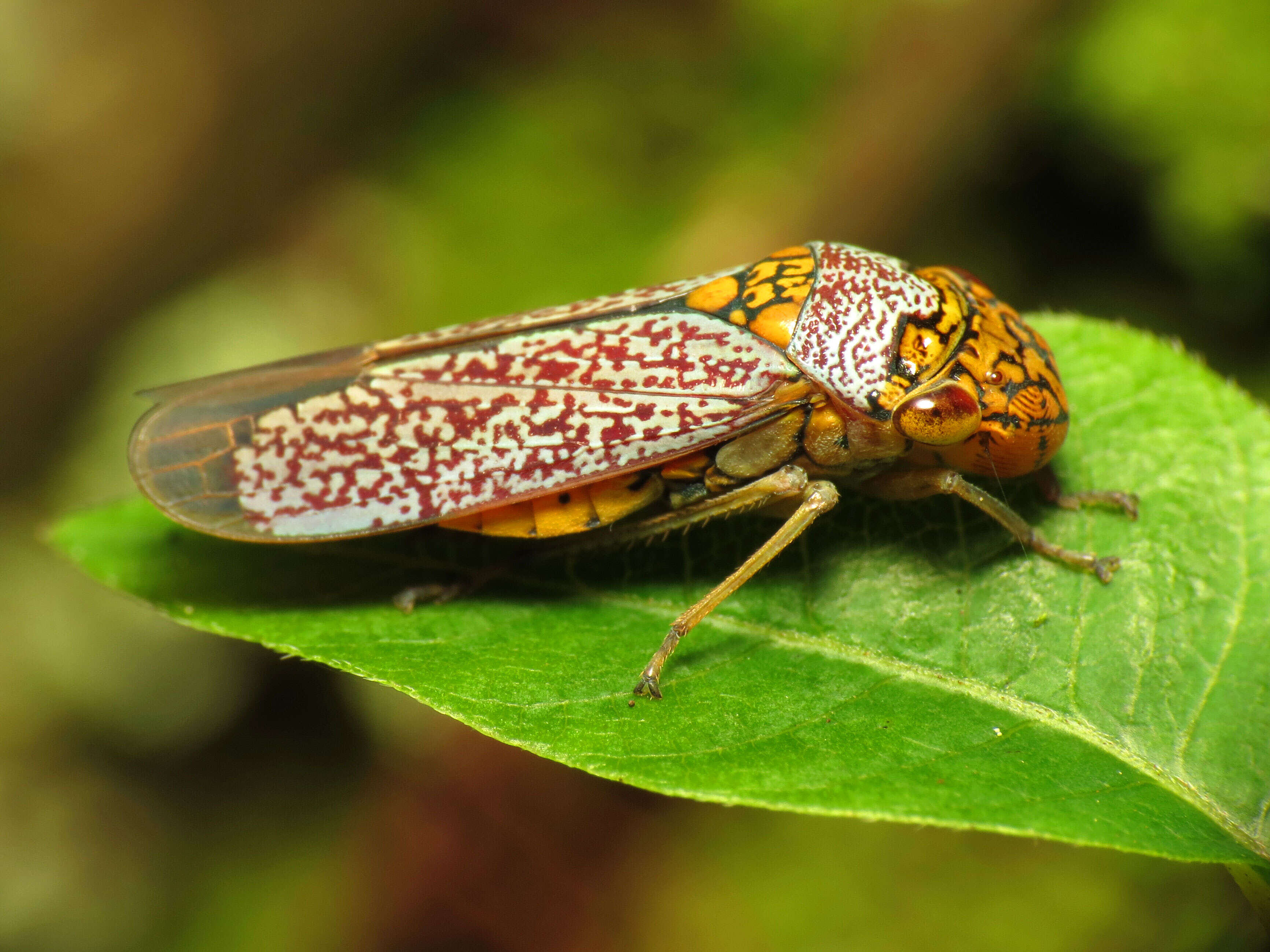 Image of Broad-headed sharpshooter