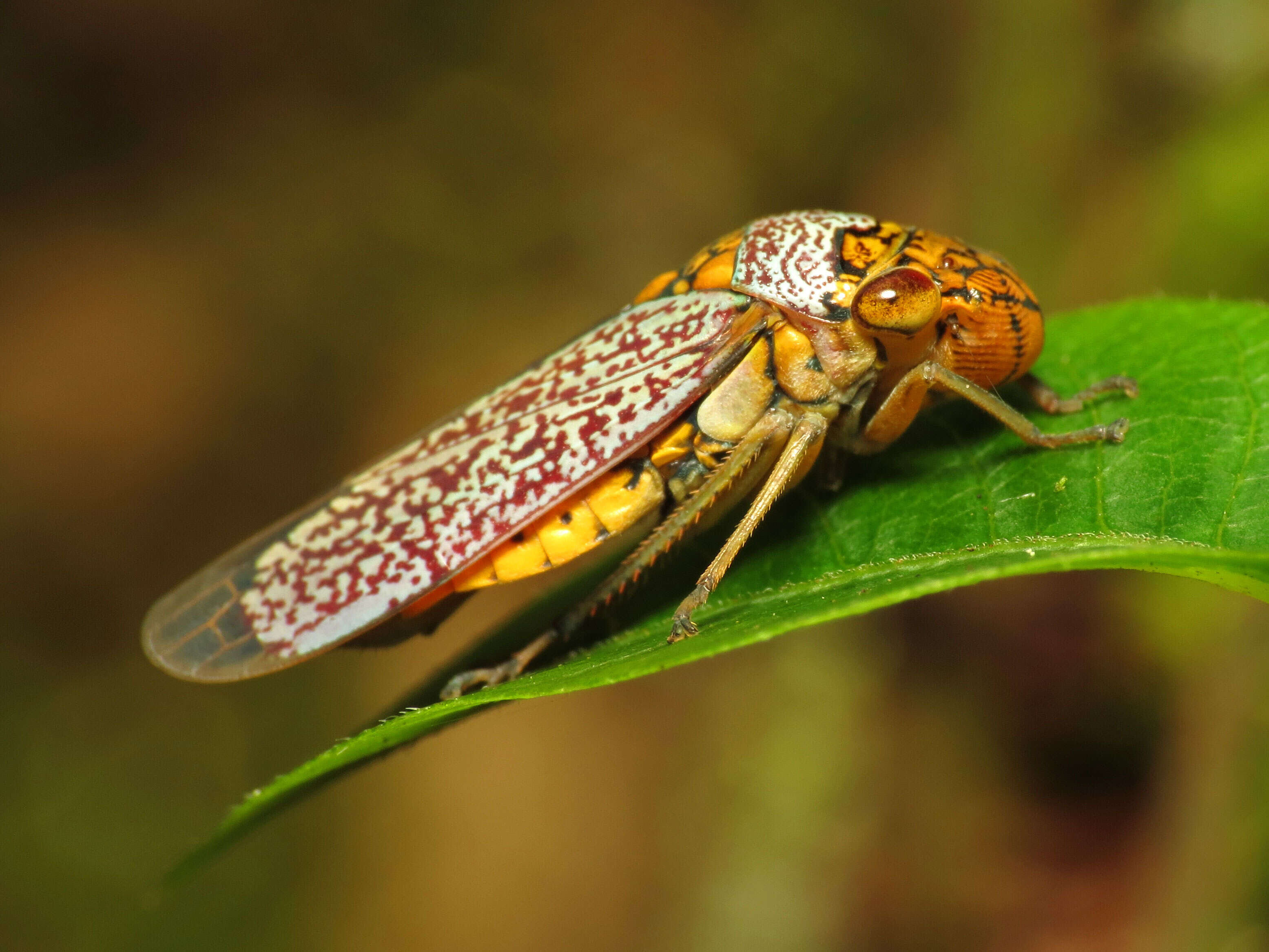 Image of Broad-headed sharpshooter