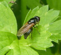 صورة Cheilosia impressa (Loew 1840)