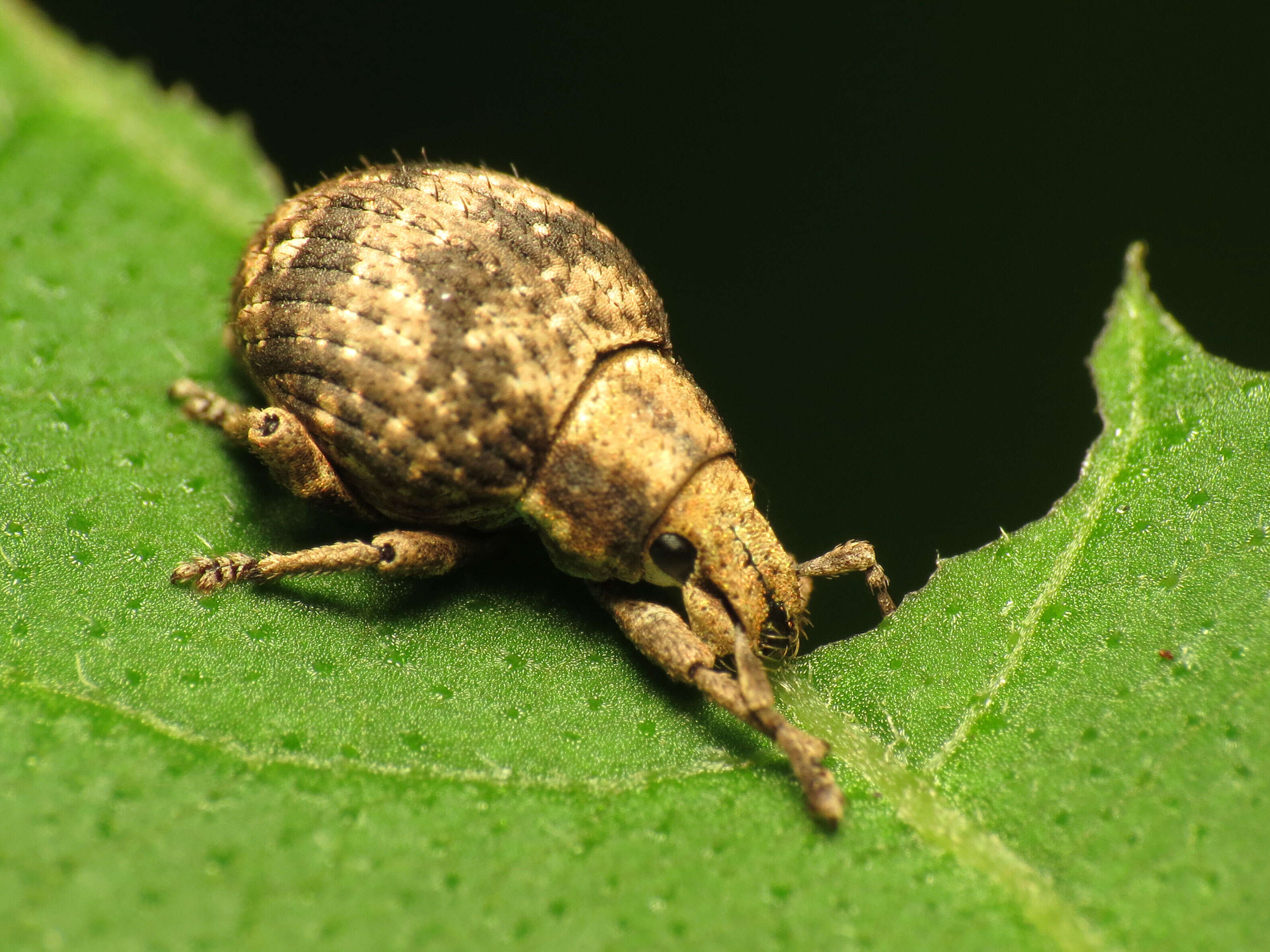 Sivun Pseudocneorhinus bifasciatus Roelofs 1879 kuva