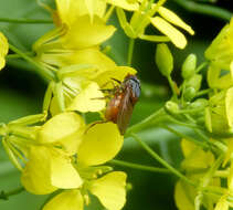 Image of Rhingia rostrata (Linnaeus 1758)