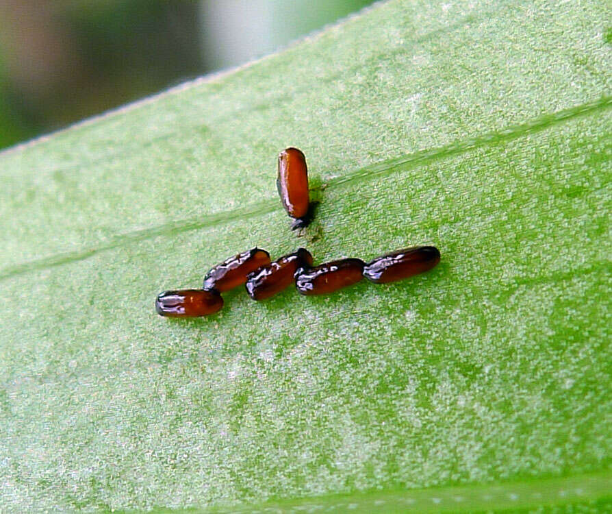 Image of Scarlet lily beetle