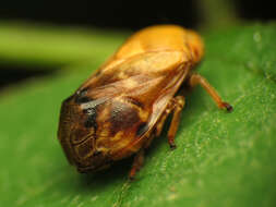 Image of Pecan Spittlebug