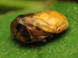 Image of Pecan Spittlebug