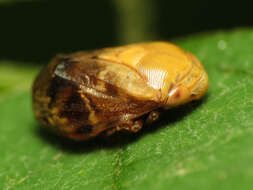 Image of Pecan Spittlebug