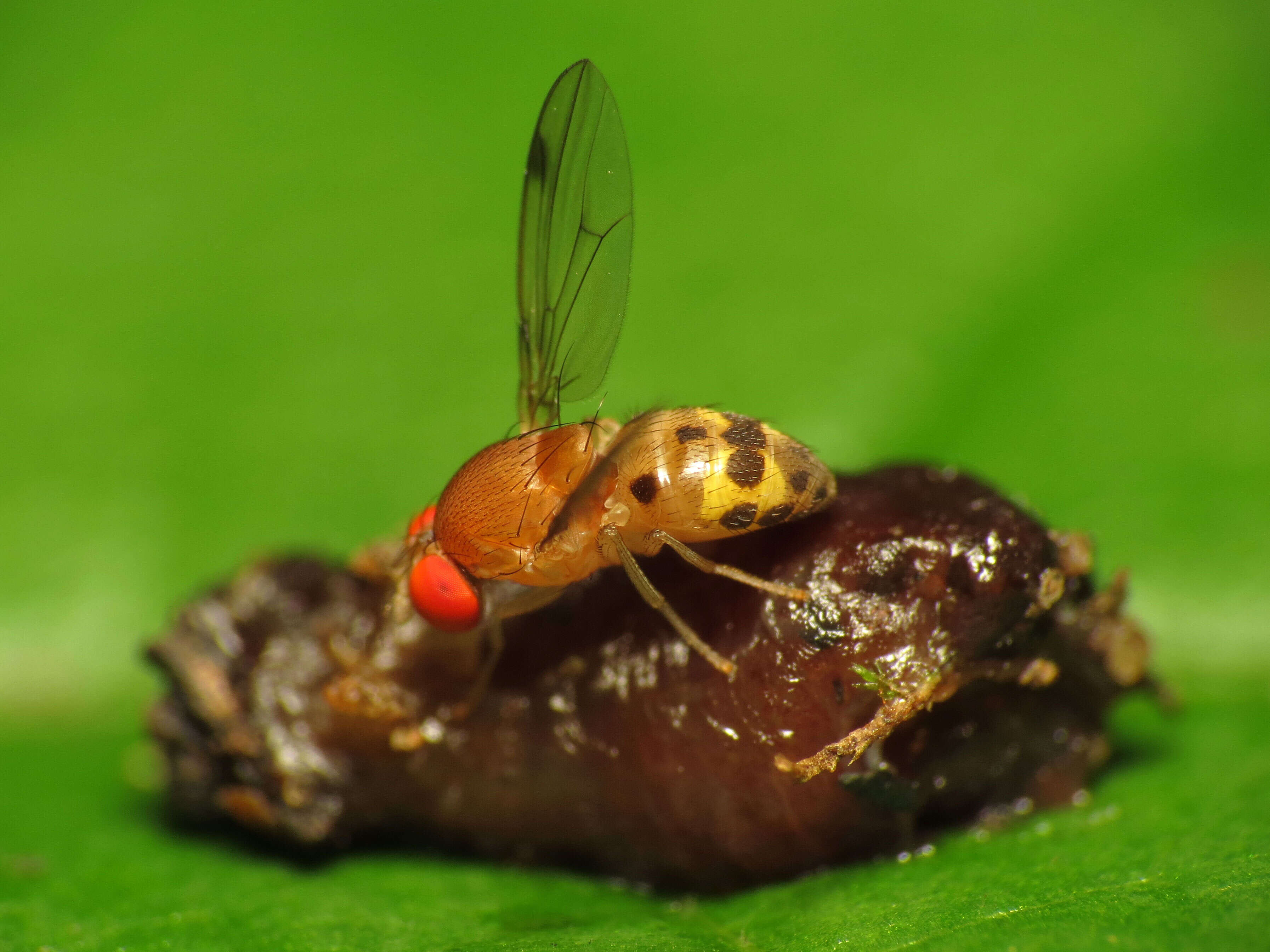 Image of Leucophenga varia (Walker 1849)