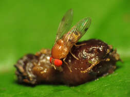 Image of Leucophenga varia (Walker 1849)