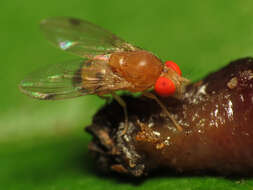 Image of Leucophenga varia (Walker 1849)