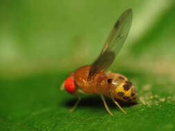 Image of Leucophenga varia (Walker 1849)