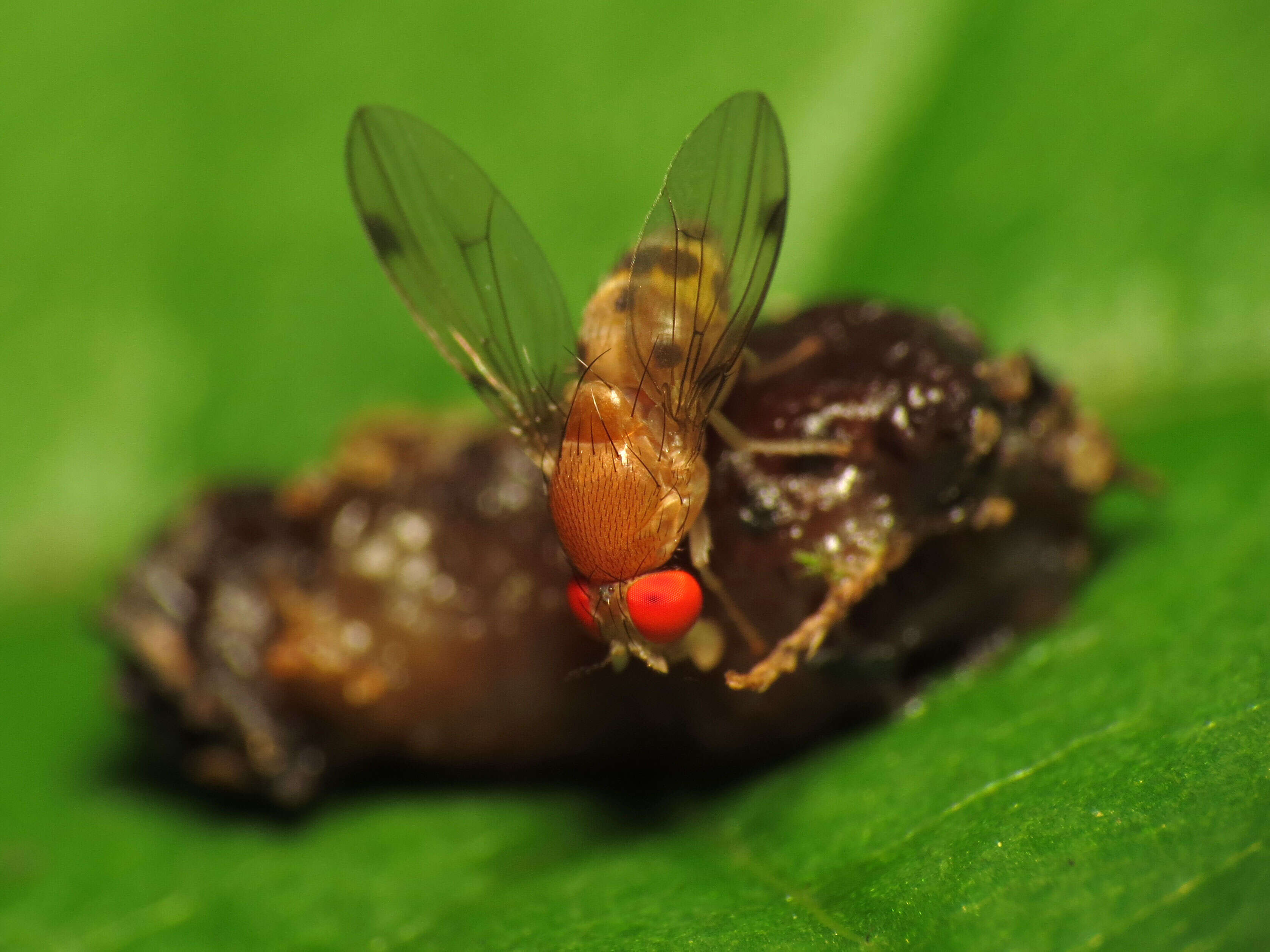 Image of Leucophenga varia (Walker 1849)