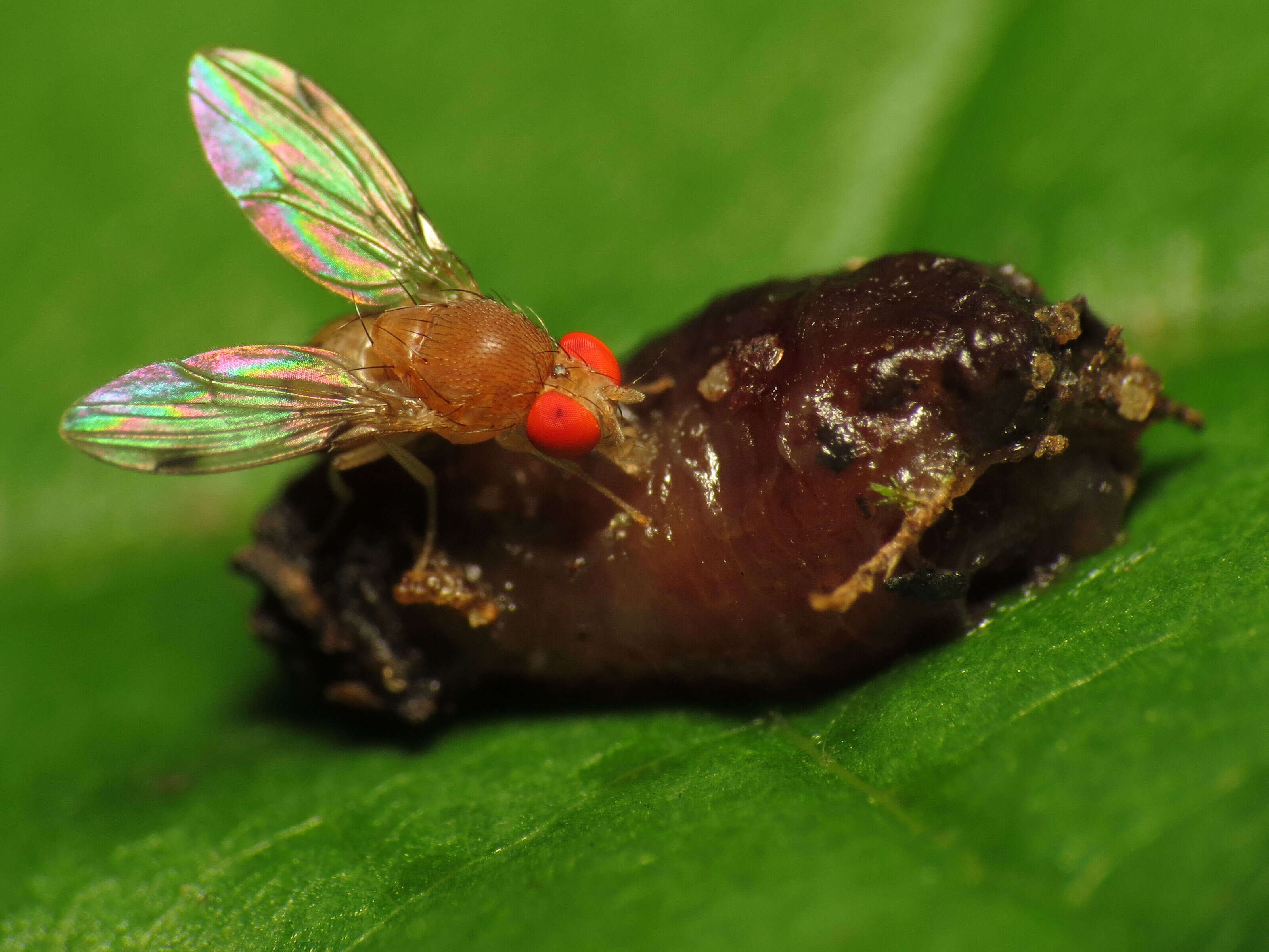 Image of Leucophenga varia (Walker 1849)