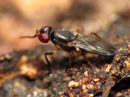 Image of Heteromeringia nitida Johnson 1913