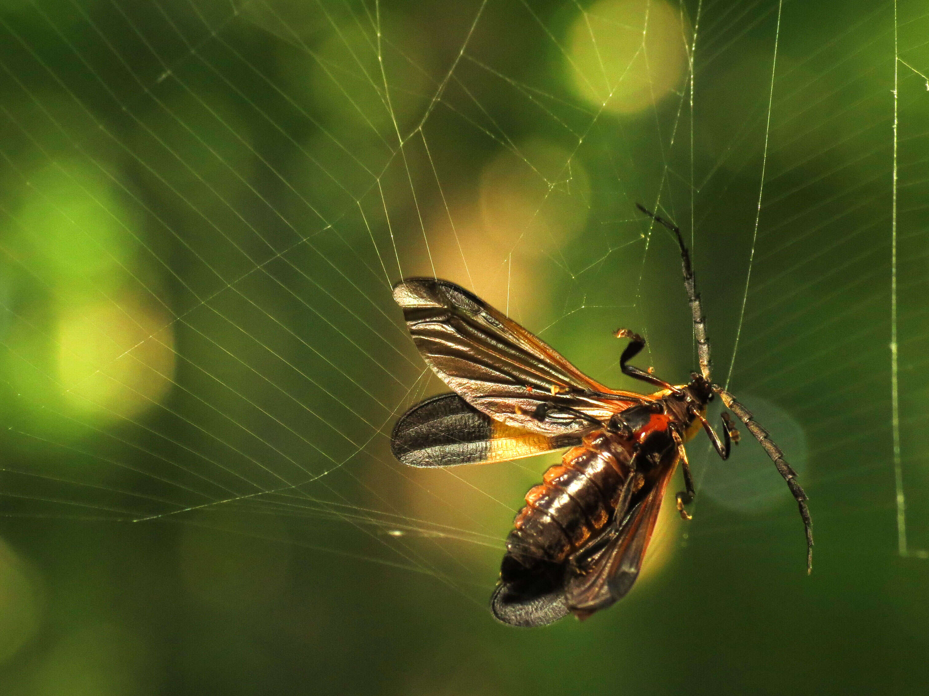 Image of net-winged beetles