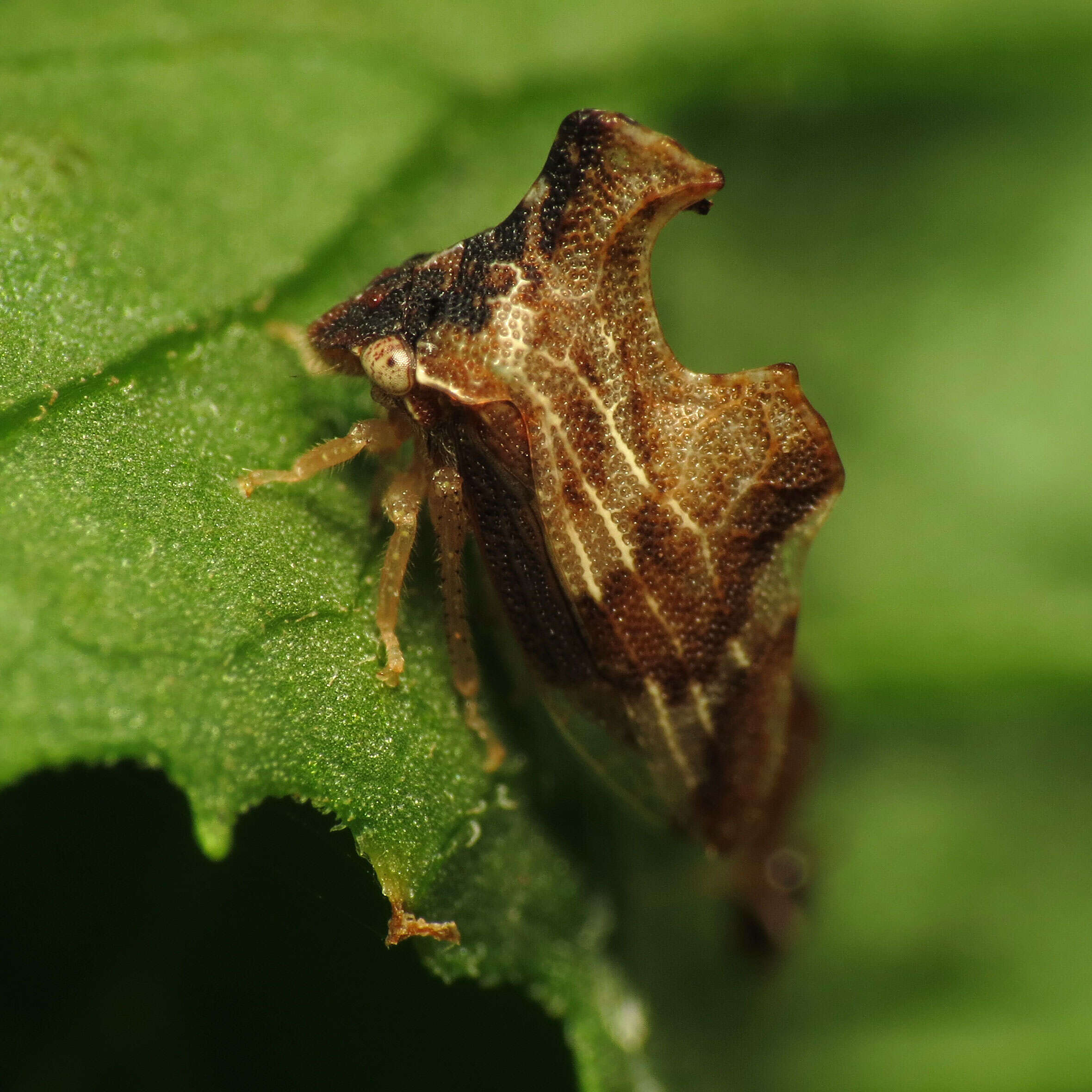 Image of Entylia carinata Forster