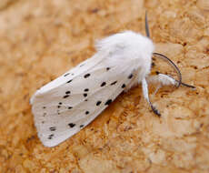 Image of white ermine