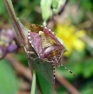 Image of sloe bug