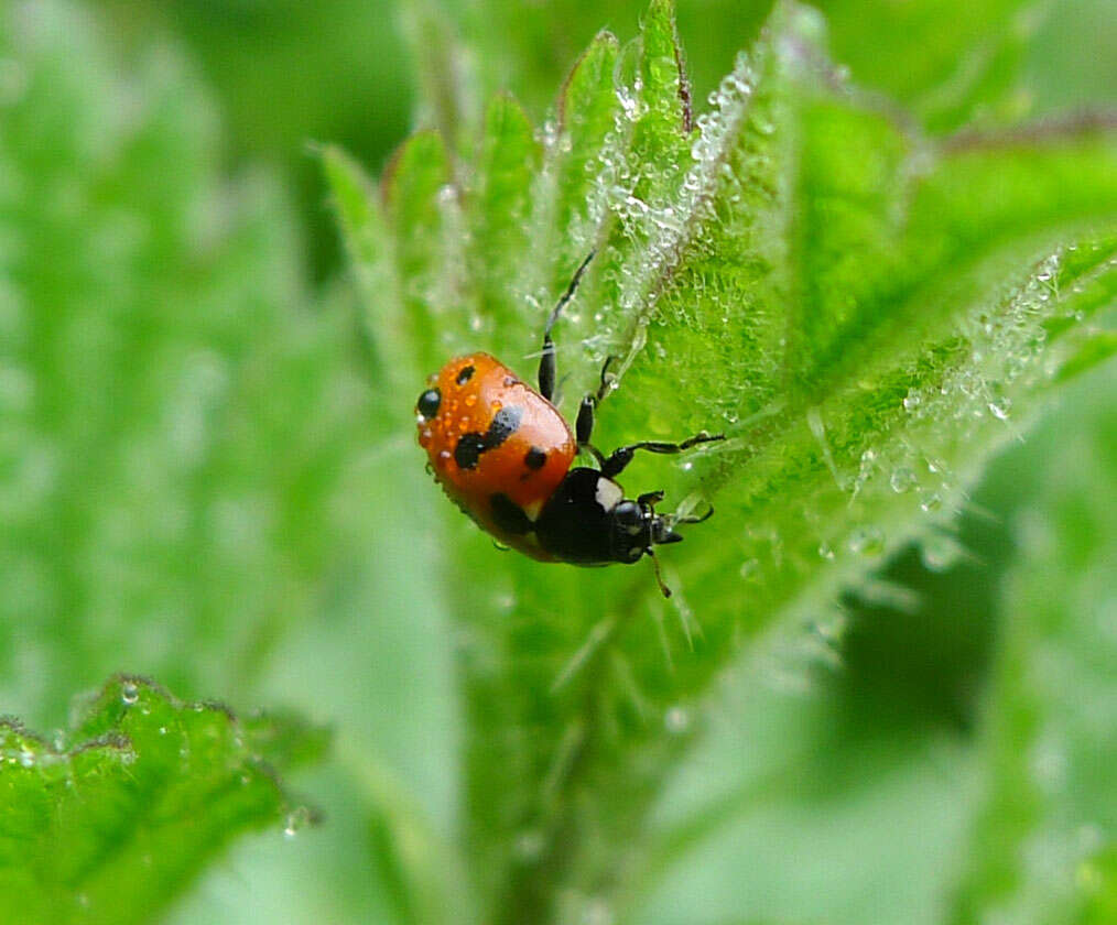 Plancia ëd Adalia bipunctata (Linnaeus 1758)