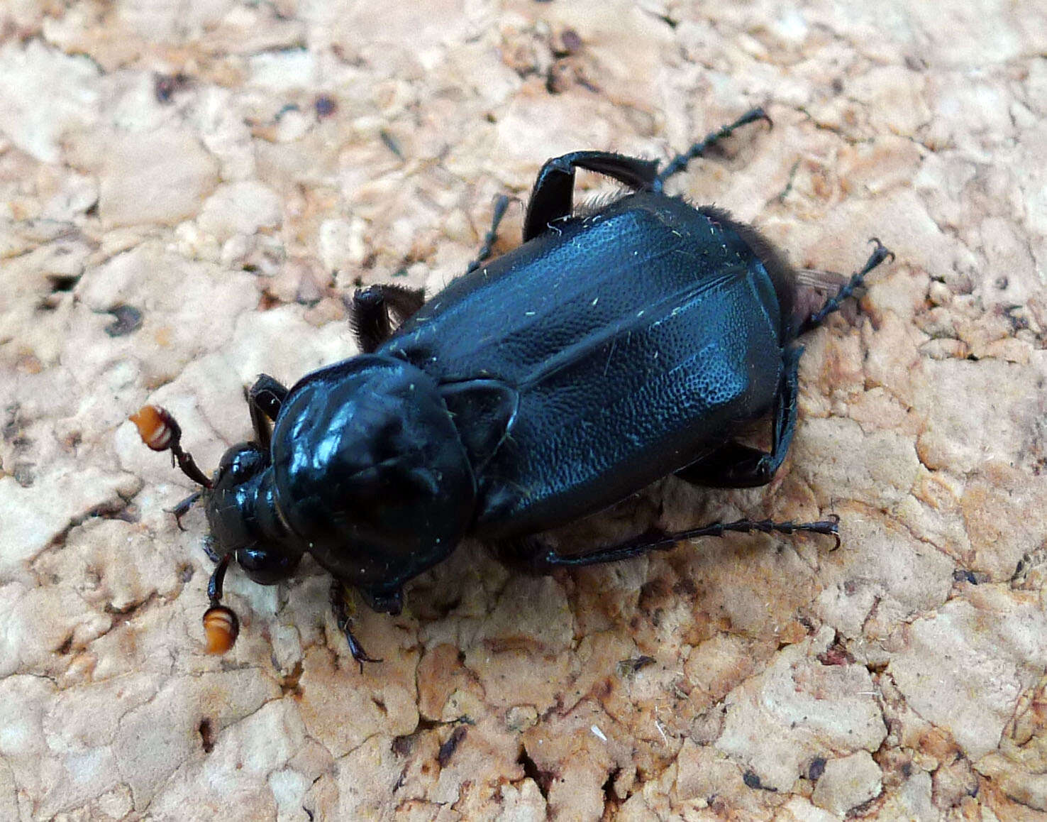 Image of Nicrophorus (Nicrophorus) humator (Gleditsch 1767)