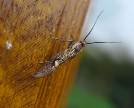 Image of Esperia sulphurella