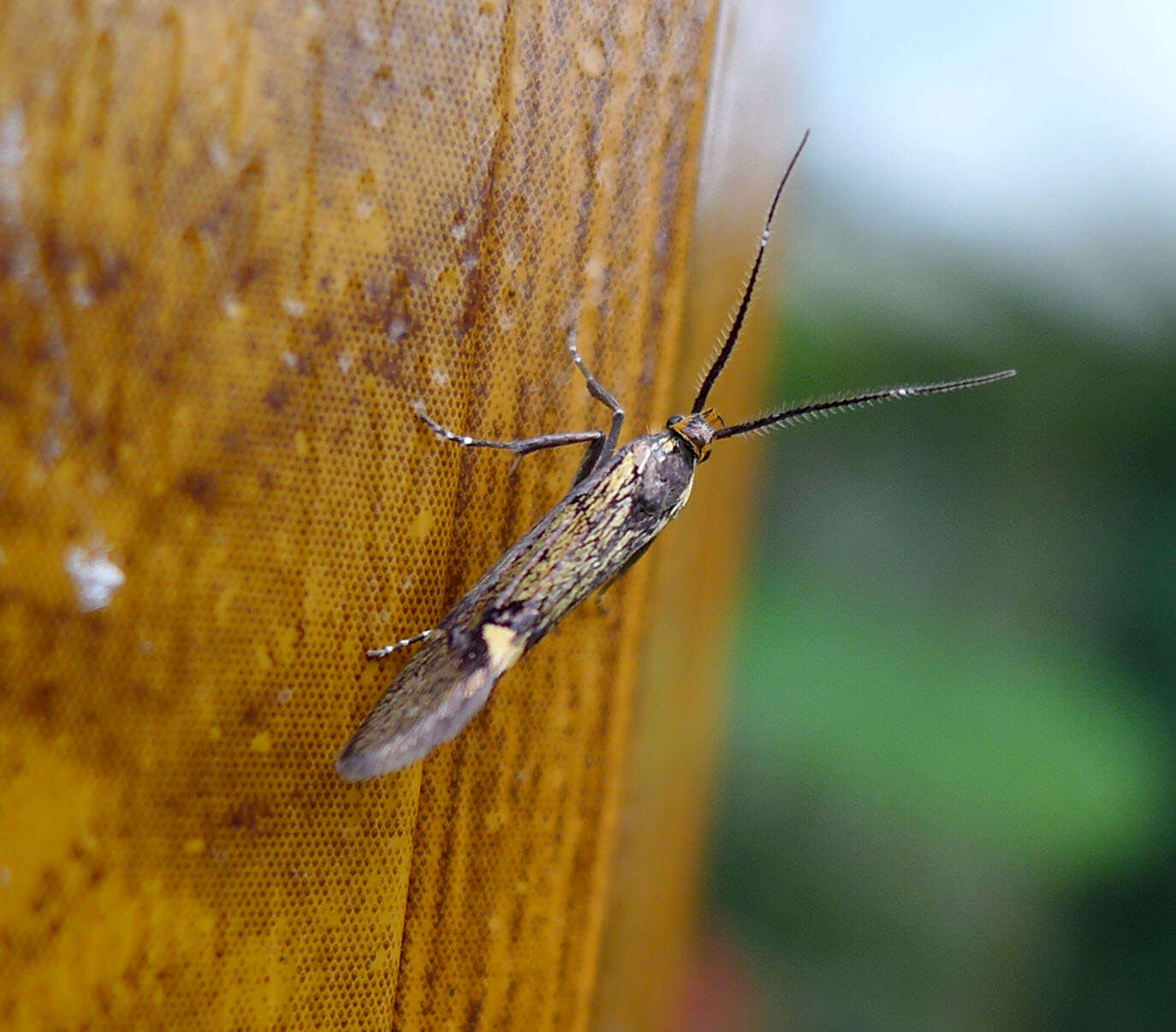 Image of Esperia sulphurella