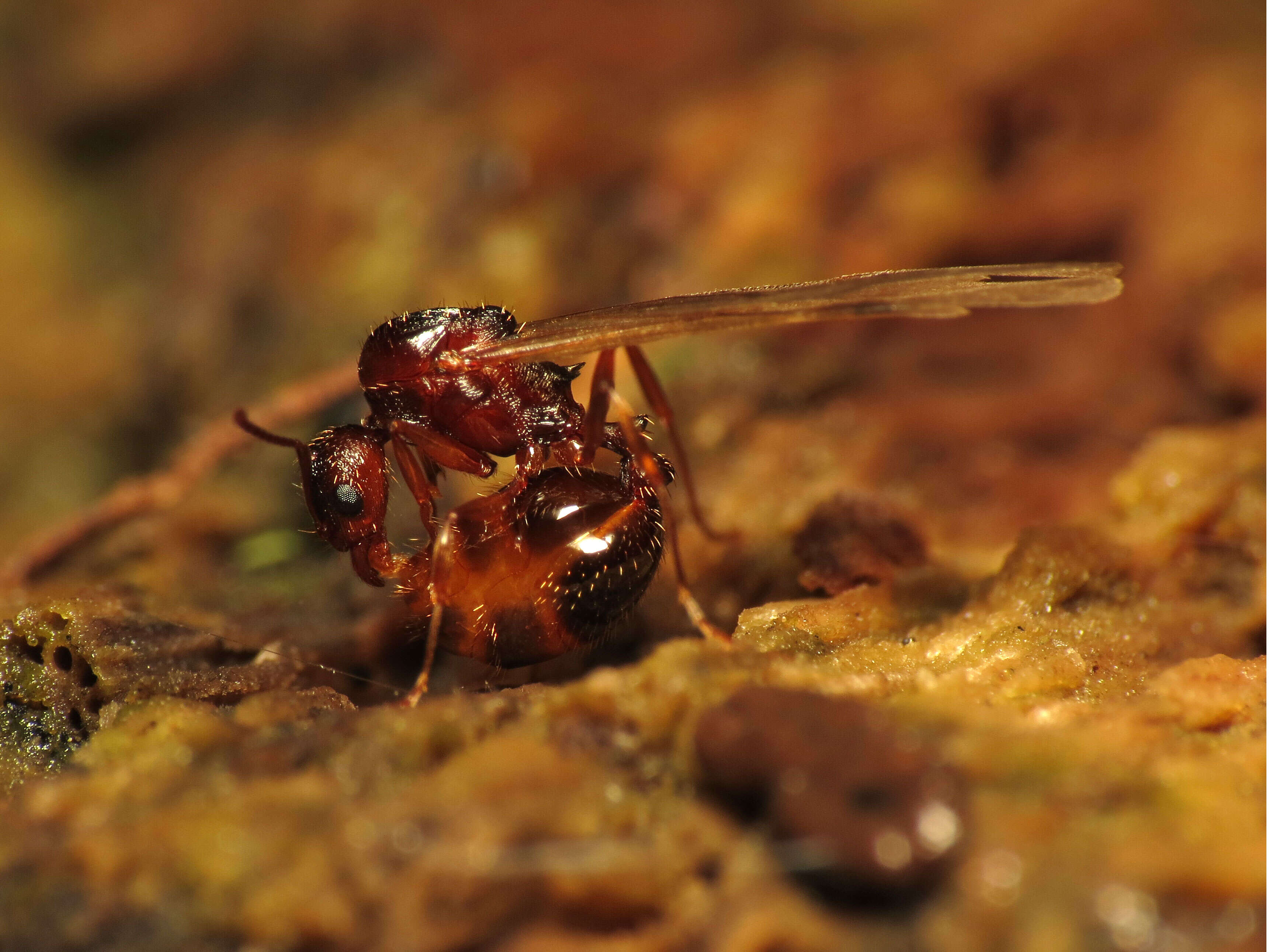 Image of Aphaenogaster fulva Roger 1863