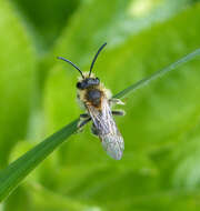 Plancia ëd Andrena fulva (Müller 1766)