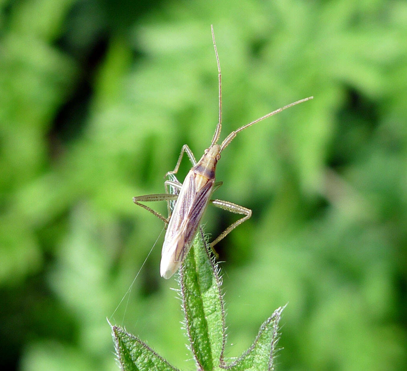 Image of Stenodema laevigata (Linnaeus 1758)