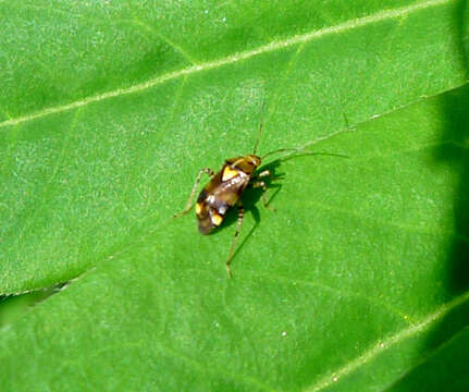 Image of Liocoris