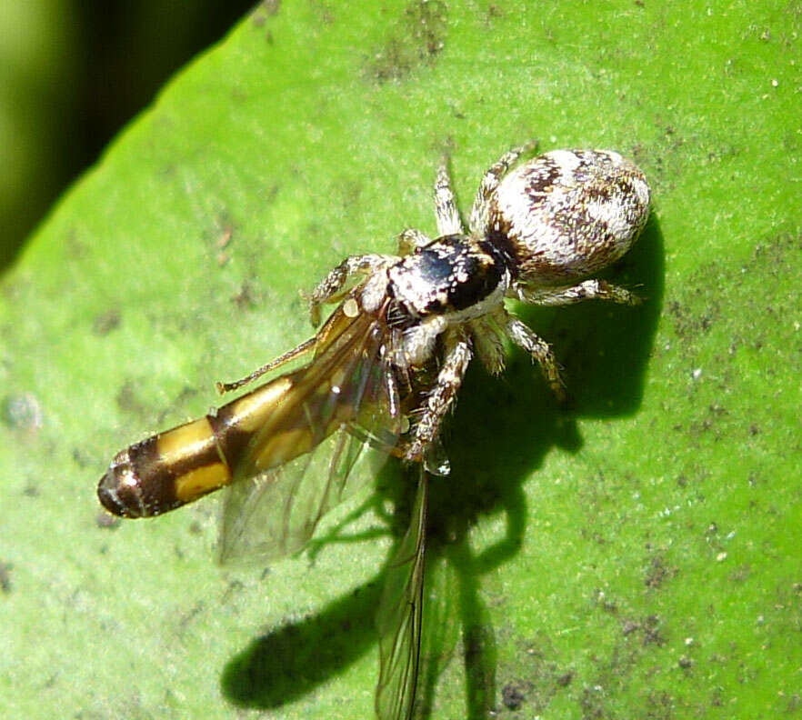 Image of Melanostoma scalare (Fabricius 1794)