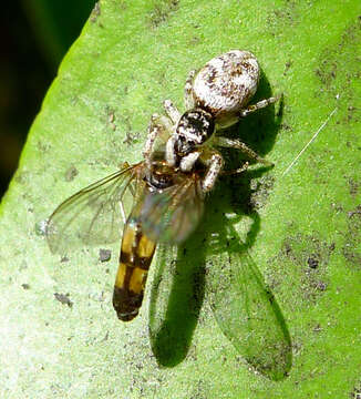 Image of Melanostoma scalare (Fabricius 1794)