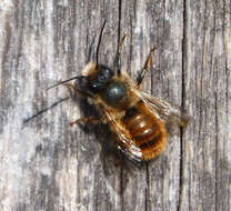 Image of Osmia rufa (Linnaeus 1758)