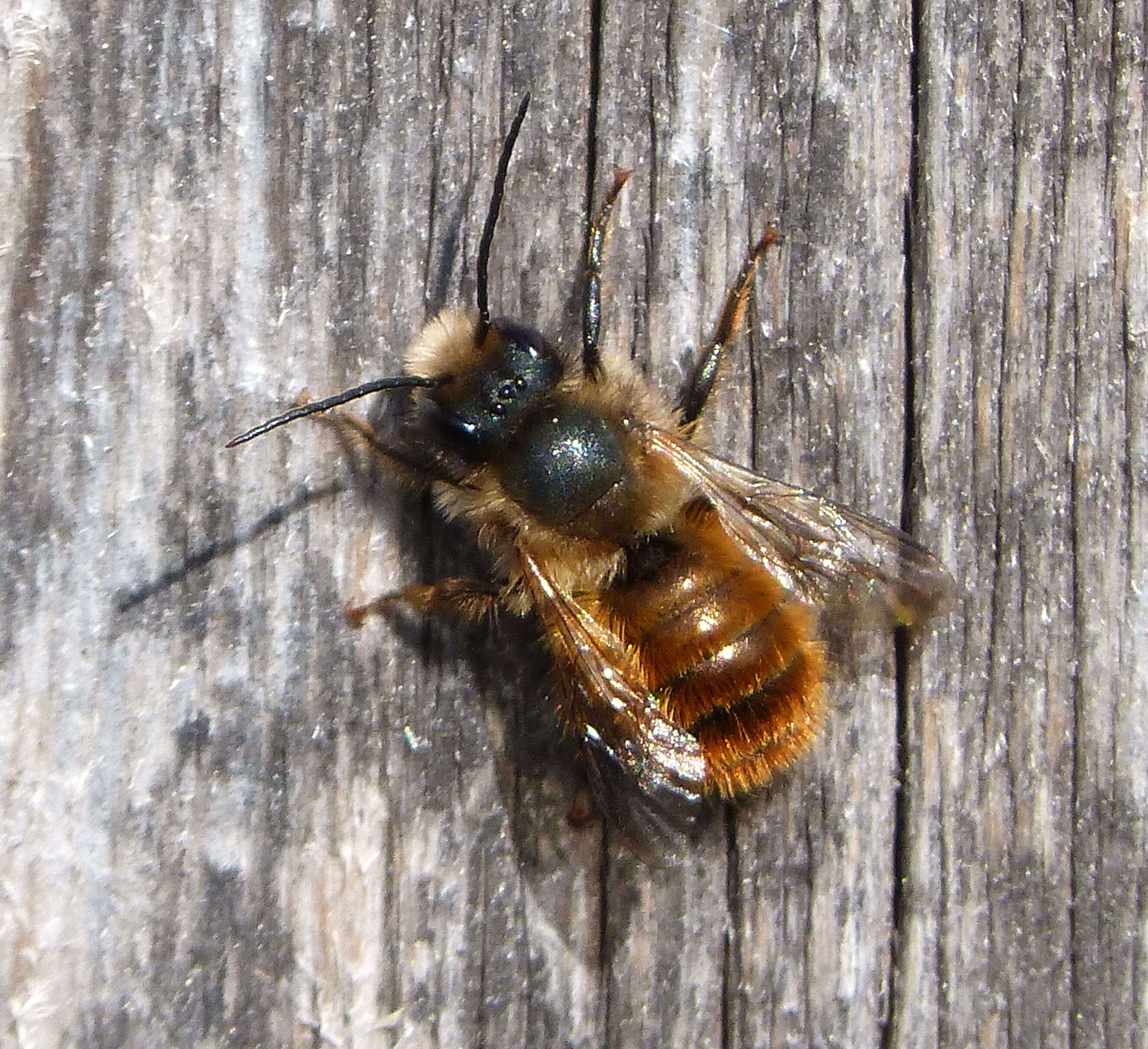 Image of Osmia rufa (Linnaeus 1758)