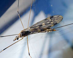 Image of Nematocera