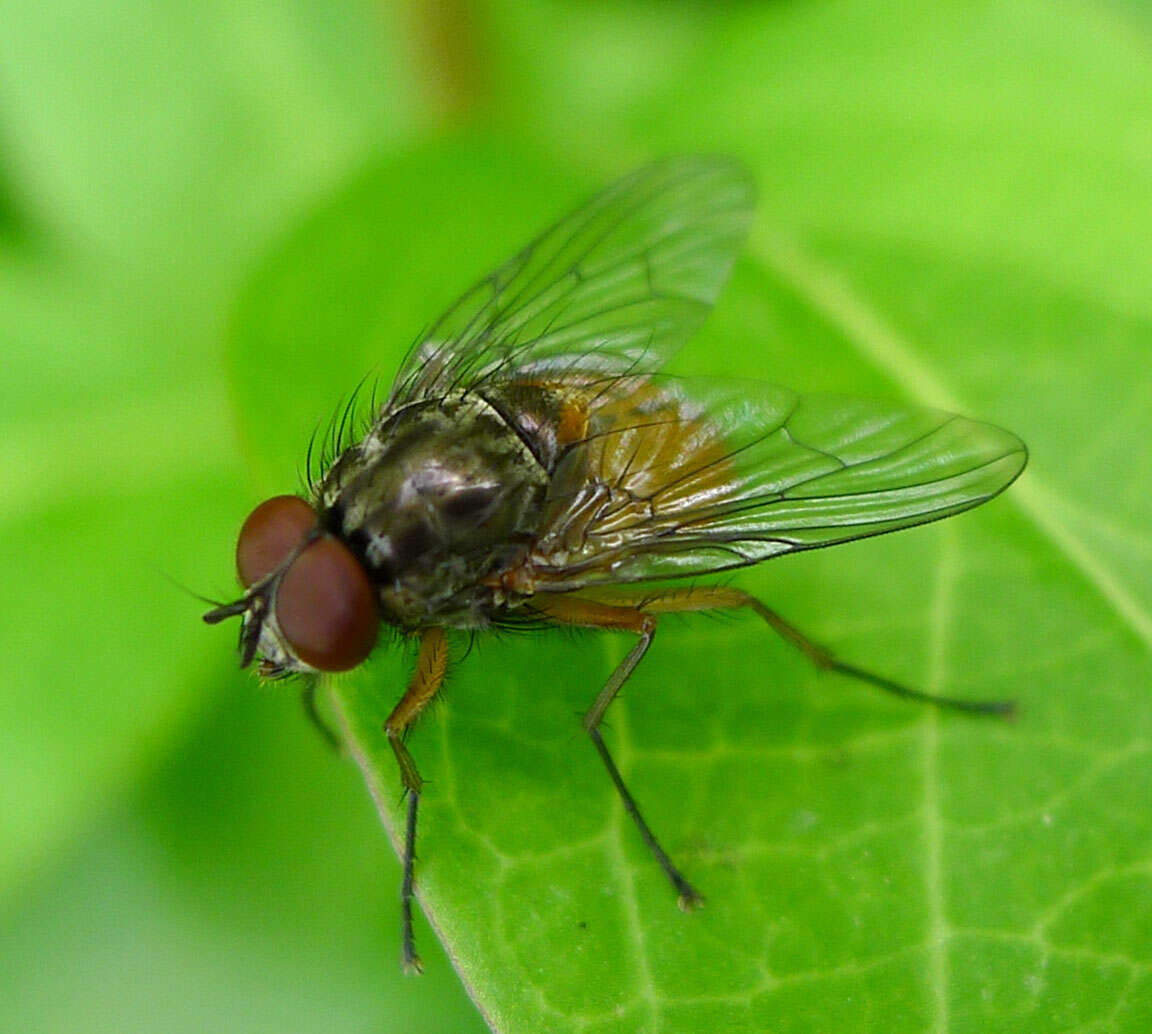 Image of Phaonia subventa (Harris 1780)