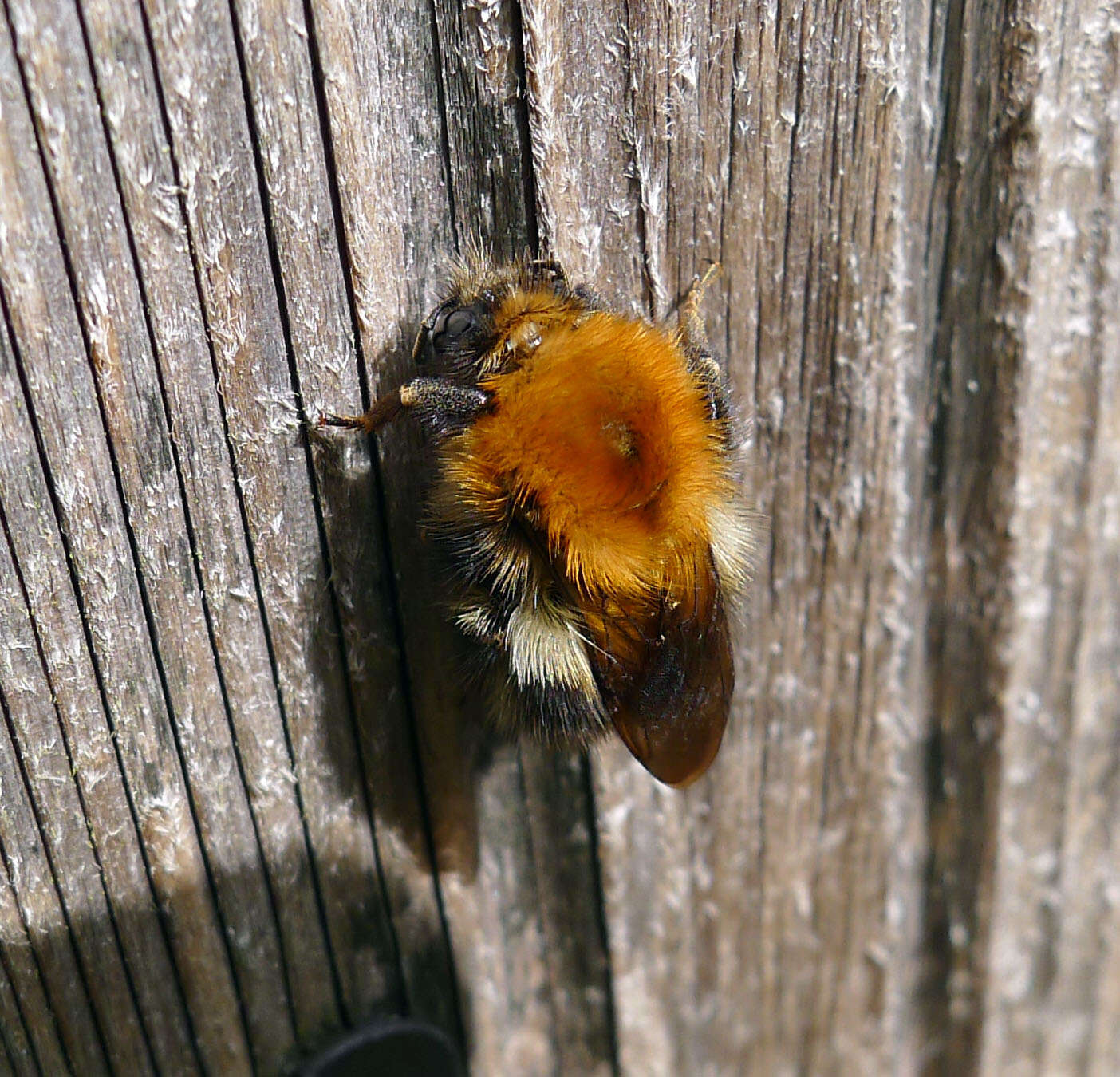 Image of Common carder bumblebee