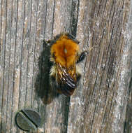 Image of Common carder bumblebee