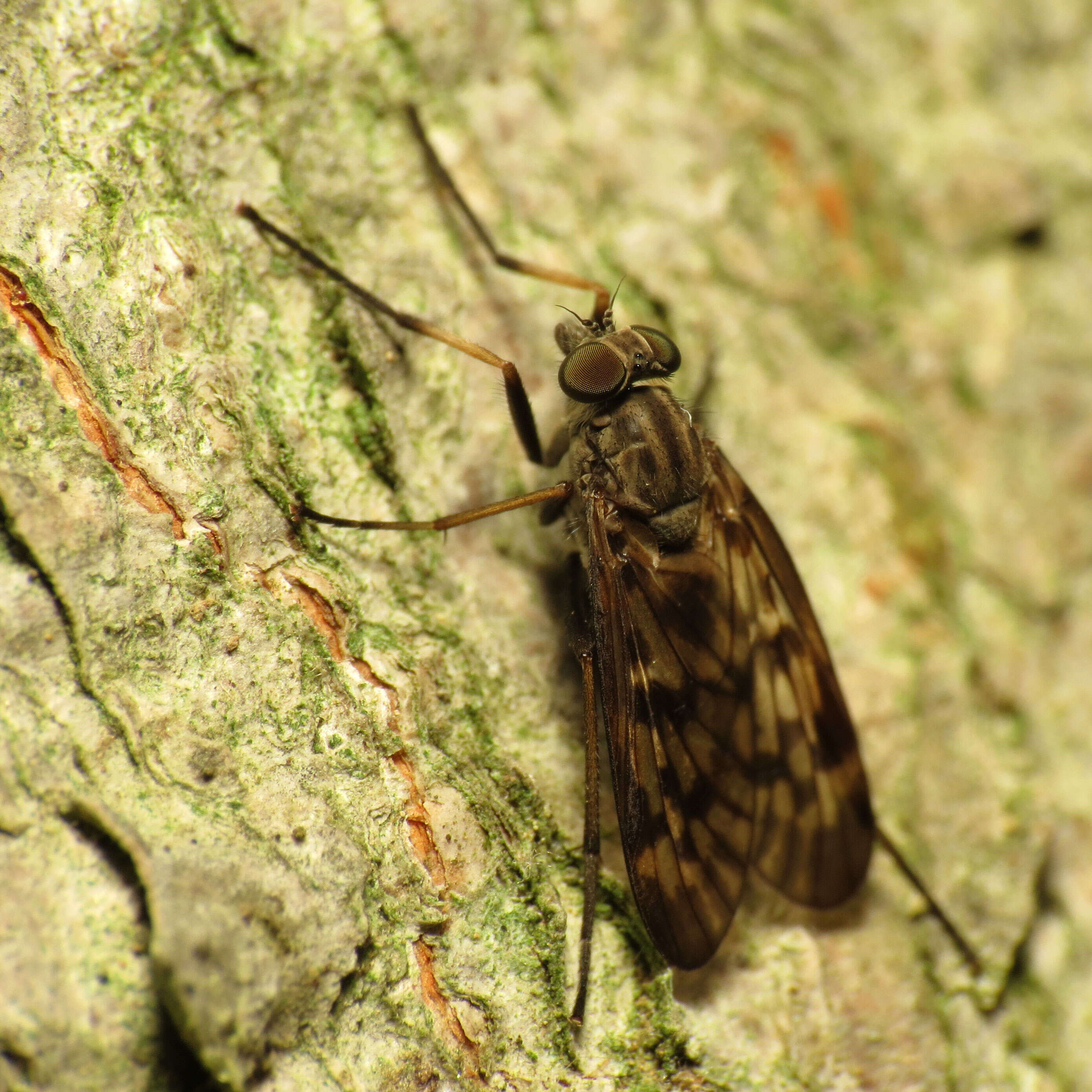 Image of Lesser Variegated Snipe Fly