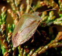 Image of Green shield bug