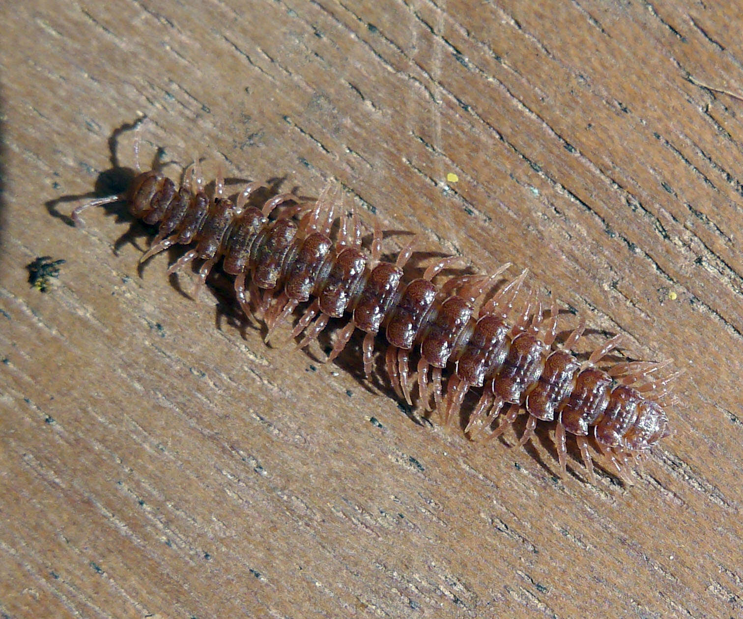 Image of Polydesmoidea